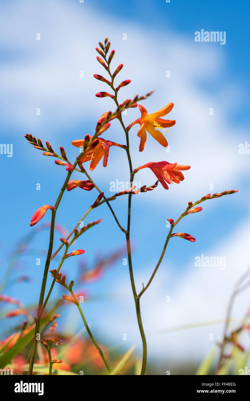 Montbretia Blume Detail Foto, kontrastiert ein Blau des Sommerhimmels Stockfoto