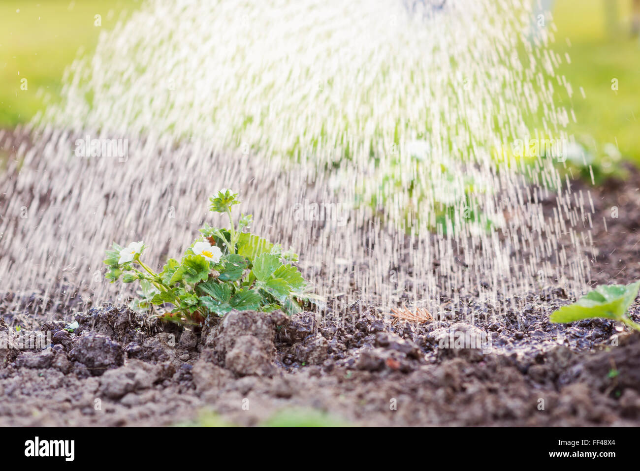 Bewässerung blühende Erdbeere Setzling in die Erde gepflanzt. Sonnigen Frühlingstagen. Stockfoto