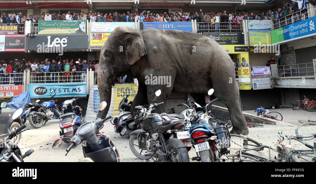 Siliguri, Indien. 10. Februar 2016. Ein wilder Elefant steht noch, nachdem es in Siliguri, Indien, 10. Februar 2016 betäubt wurde. Das Säugetier hatte wanderte aus dem Baikunthapur Wald Mittwoch, gekreuzten Straßen und eines kleinen Flusses außerhalb der Stadt und lief amok trampling parkenden Autos und Motorräder vor betäubt wird, nach den örtlichen Medien. Bildnachweis: Stringer/Xinhua/Alamy Live-Nachrichten Stockfoto