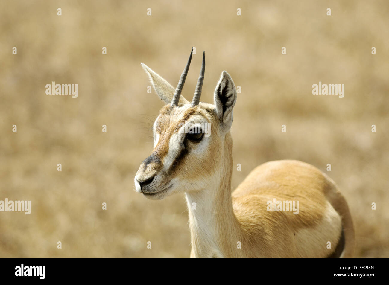 Thomson es Gazelle im Ngorongoro-Krater Stockfoto