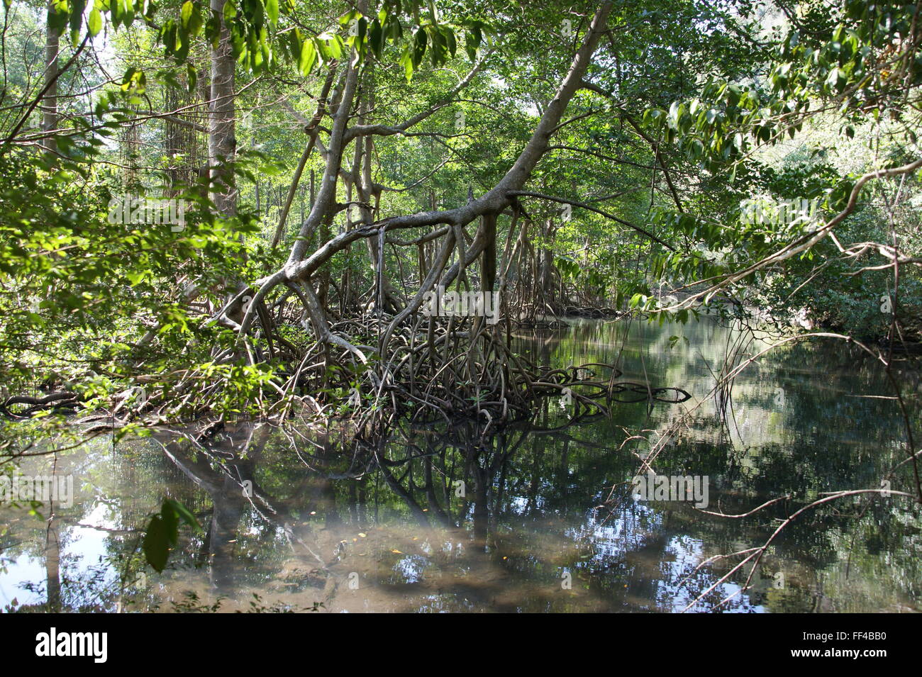 Regenwald, Mangroven.  Ökotourismus. Nationalpark Los Haitises, Sabana De La Mar, Dominikanische Republik Stockfoto
