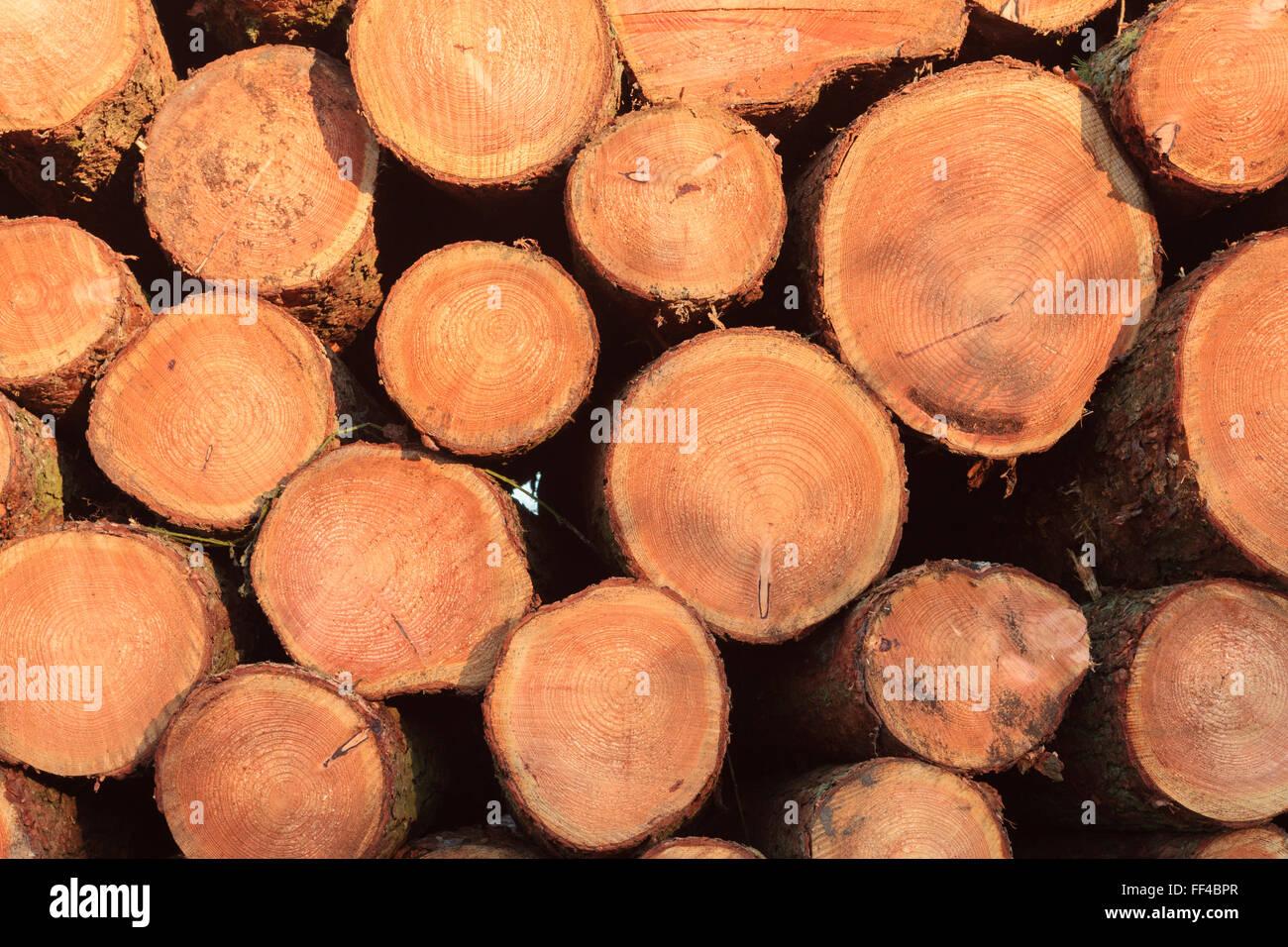 Holz-Stapel Holz Ernte Carmarthenshire Wales Stockfoto