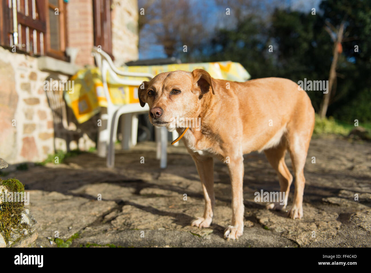 Alte braune kreuzen Hund im freien Stockfoto