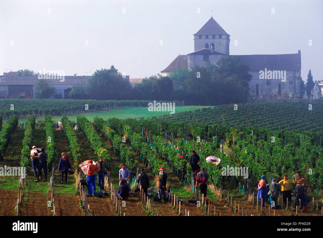 Die Ernte der Trauben in den Weinbergen von Bordeaux in der Nähe von St-Emilion-Frankreich Stockfoto