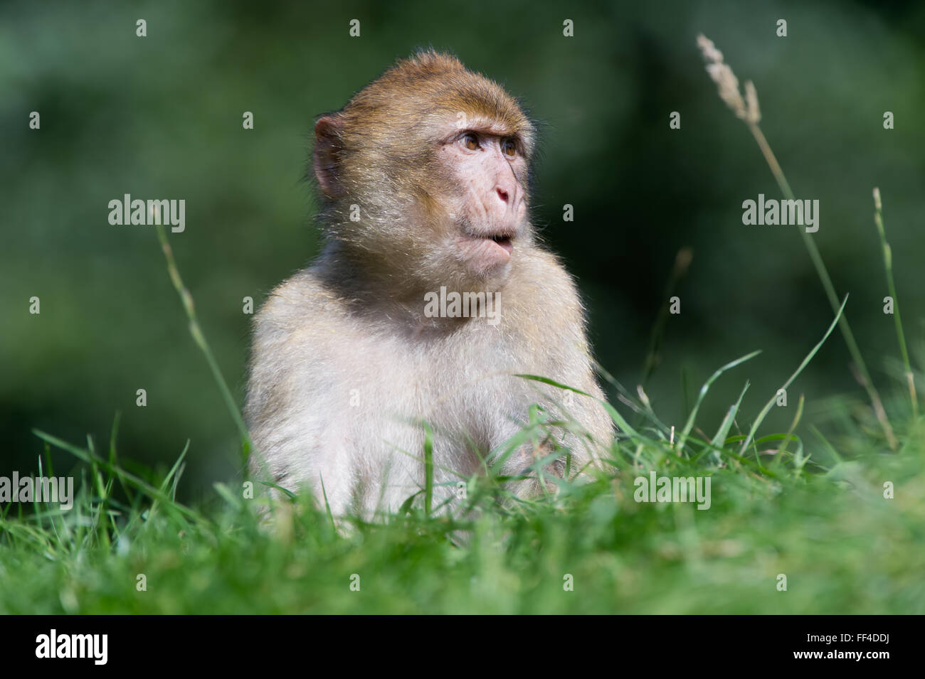 Berberaffe (Macaca Sylvanus) Stockfoto