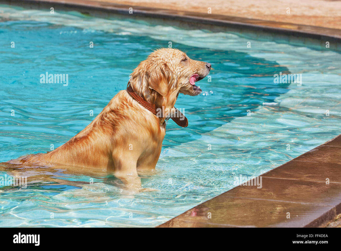 Verspielten golden Retriever im Schwimmbad stehen auf dem Boden nach dem springen und Tauchen Unterwasser Stein abzurufen. Stockfoto