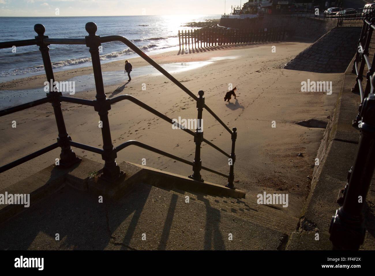Isle Of Wight, UK. 10. Februar 2016. Großbritannien Wetter, Hund spazieren am Strand, späten Nachmittagssonne, Ventnor, Isle Of Wight, England, Credit: Patrick Eden/Alamy Live News Stockfoto