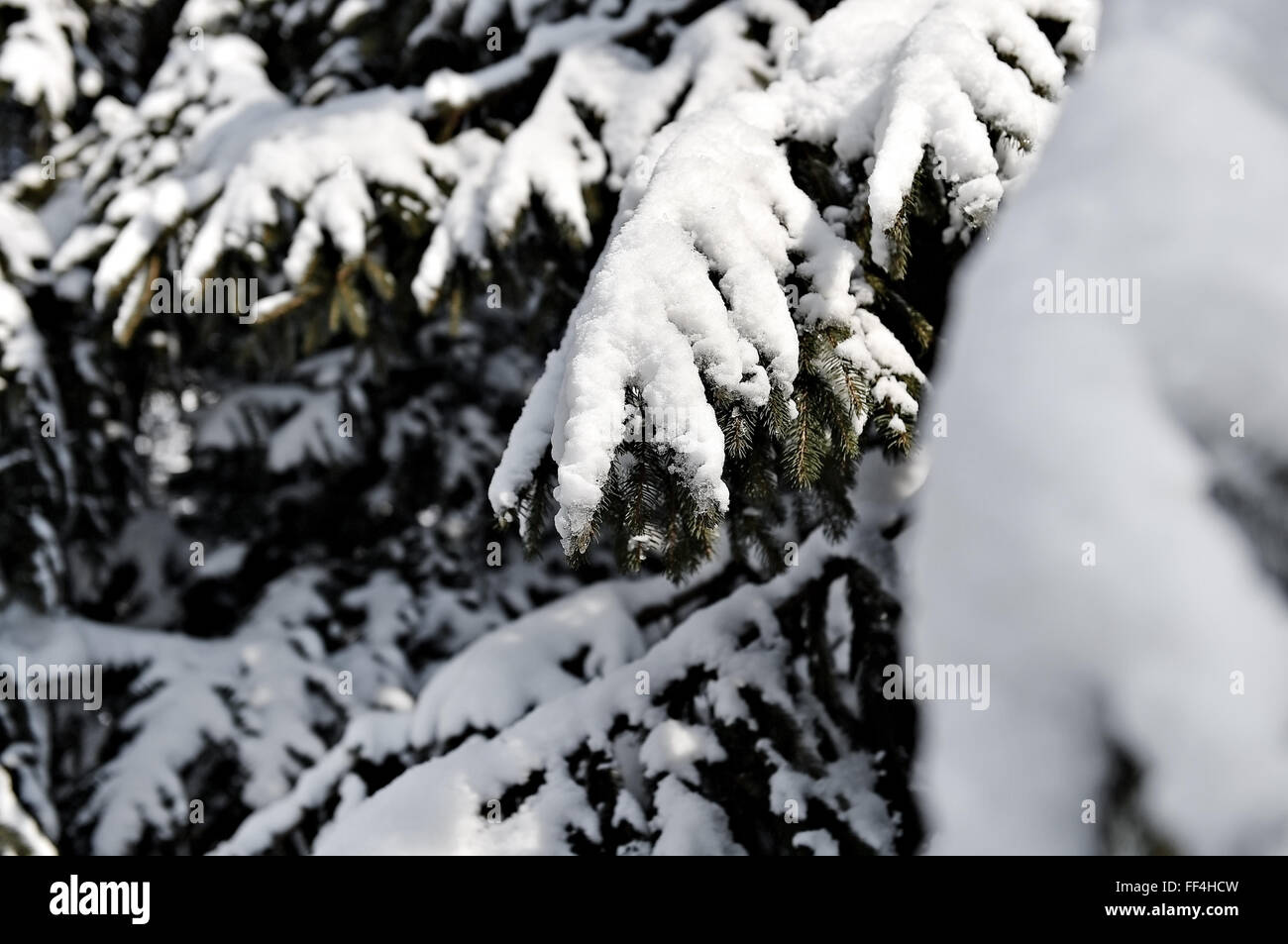 Winter-Szene mit Tannenzweigen voller Schnee nach starkem Schneefall Stockfoto