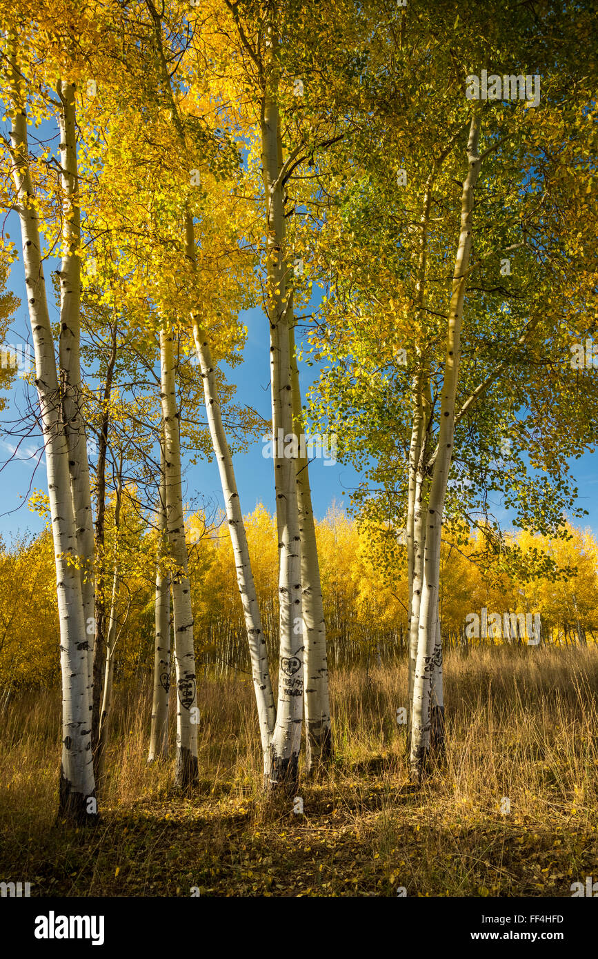 Farben des Herbstes auf aspen Baum. Stockfoto