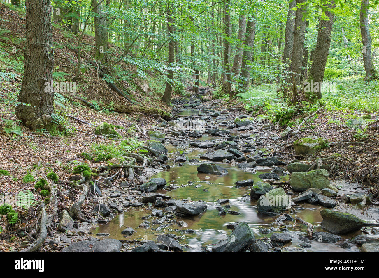 Bach im Wald der kleinen Karpaten Berge - Slowakei Stockfoto