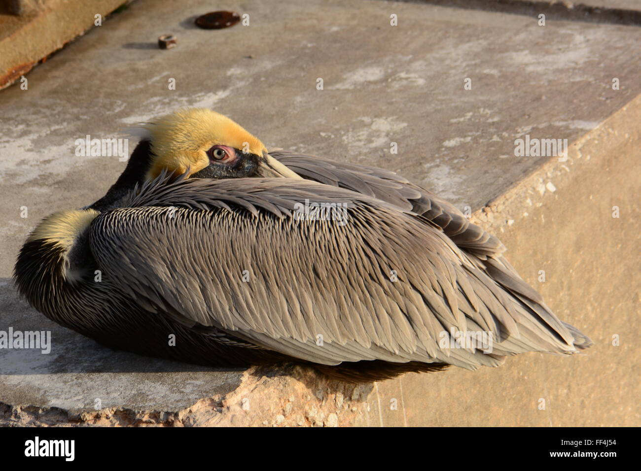 Brown Pelican ausruhen in der Sonne Stockfoto