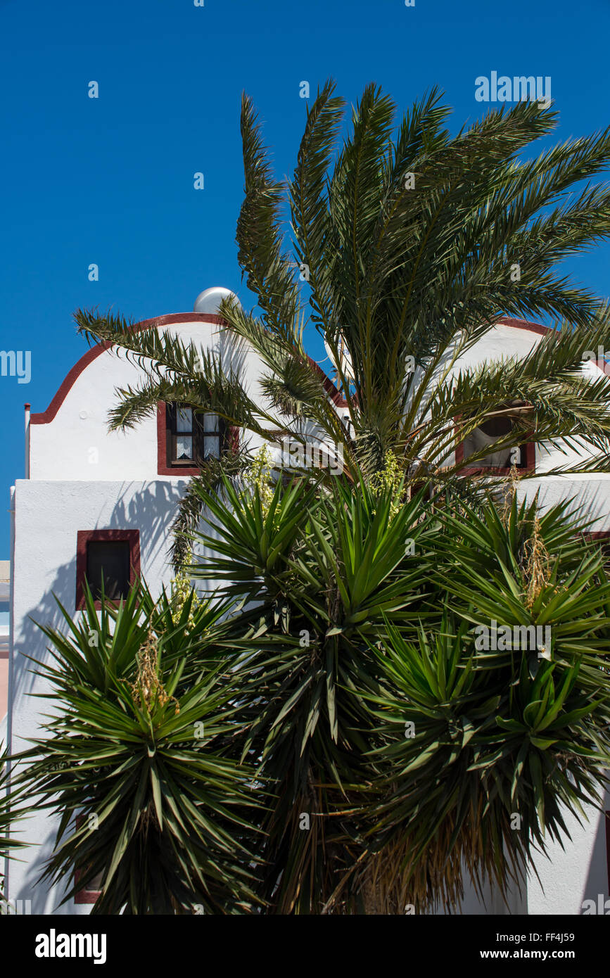 weiße Häuser und Palmen und blauer Himmel in Santorini Griechenland Stockfoto