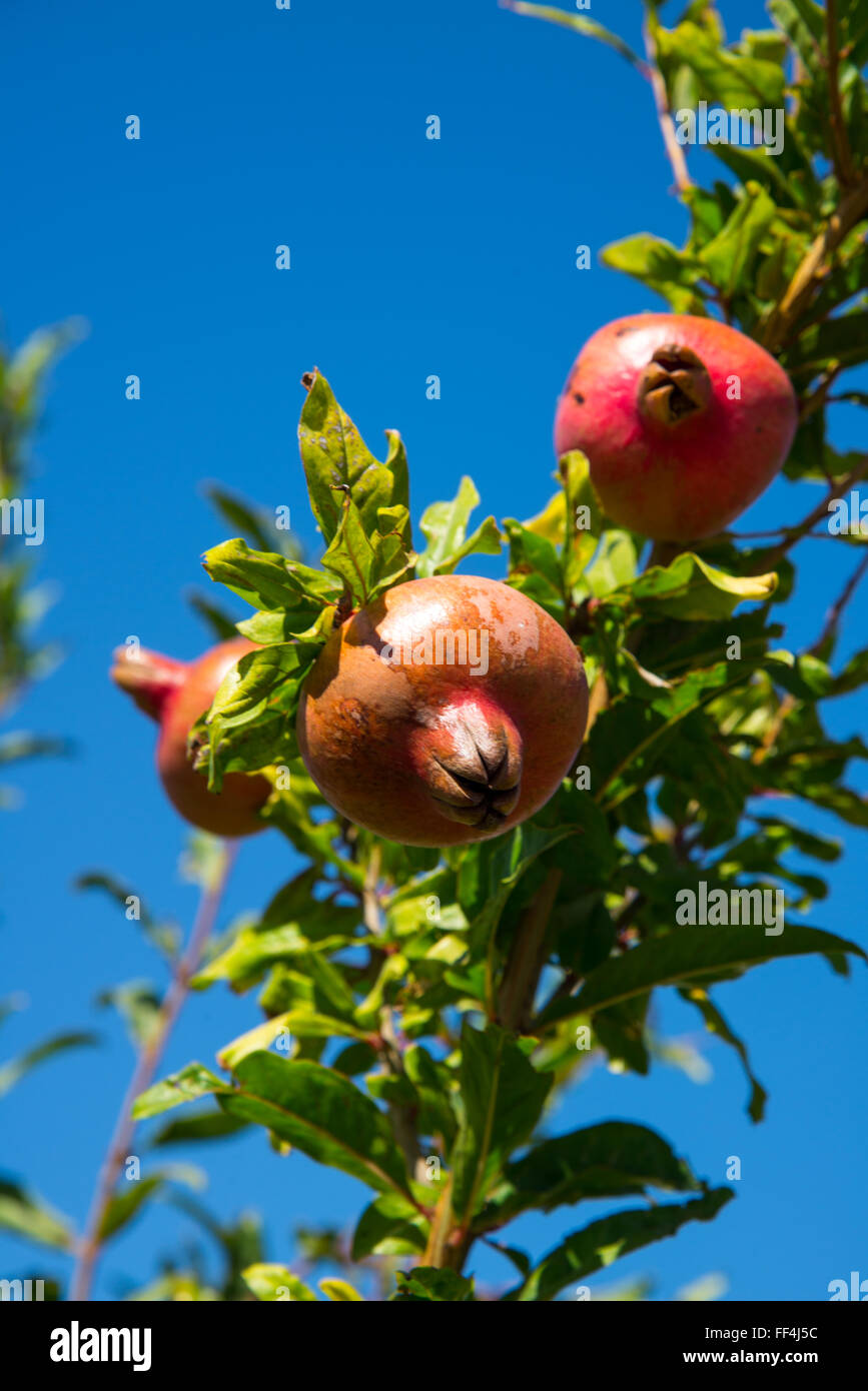 Granatapfel Baum in Griechenland Stockfoto