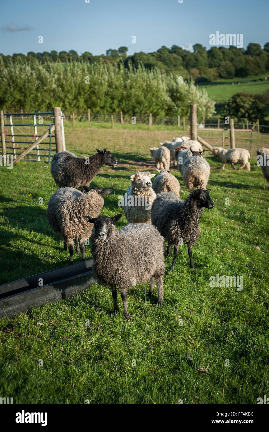 Schwarz / grau / weiße Schafe auf der Farm Pembrokeshire, Wales Stockfoto