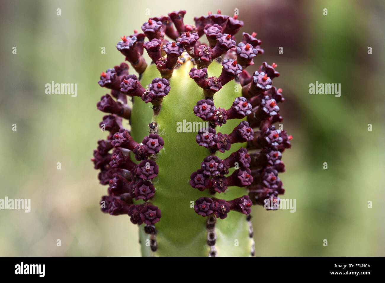 Kanaren-Wolfsmilch (Euphorbia Canariensis), blühend, Teneriffa, Kanarische Inseln, Spanien Stockfoto