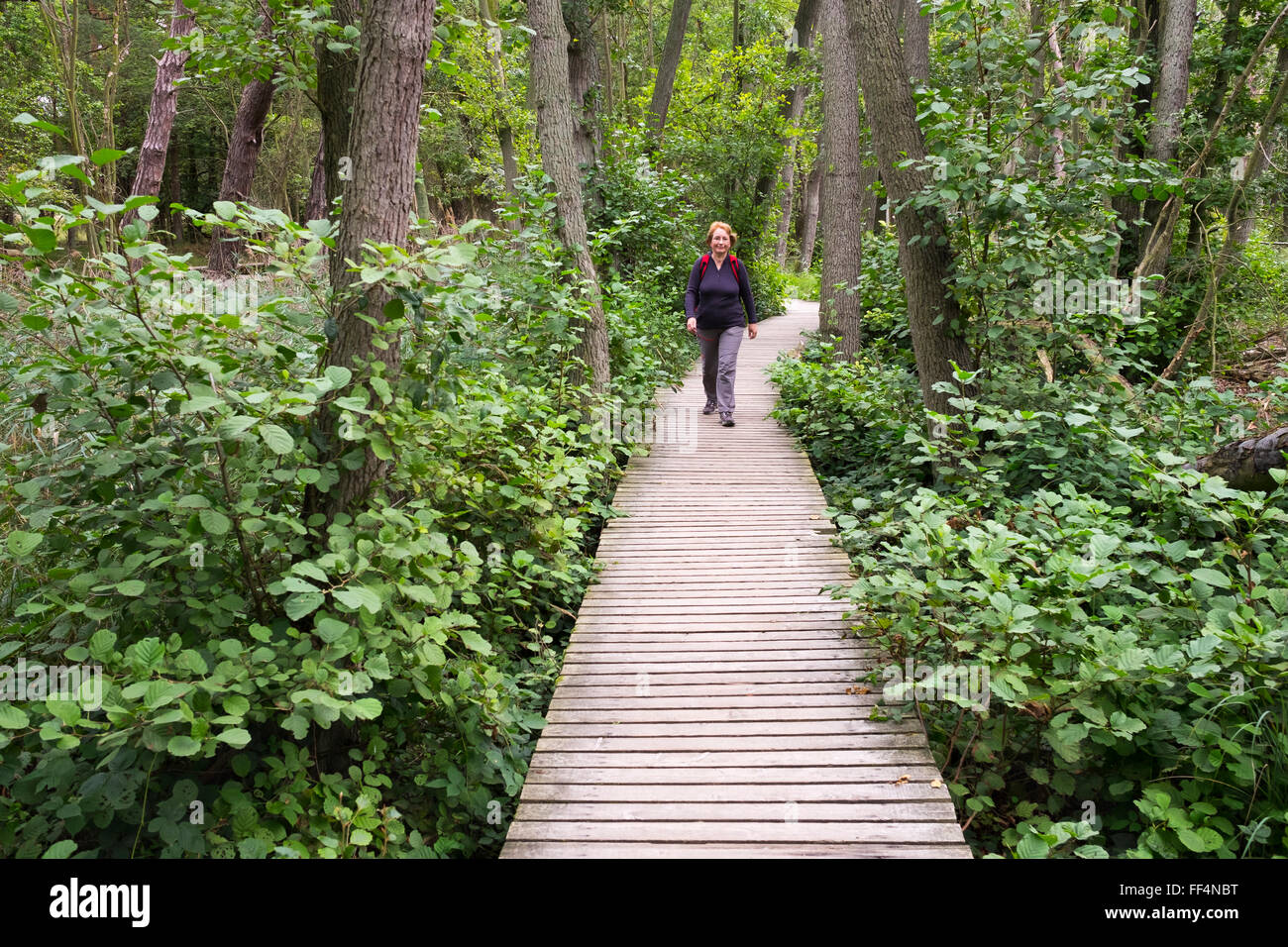 Frau am Boardwalk durch den Darß-Wald am Darßer Ort in der Nähe von Prerow, Darß, Fischland-Darß-Zingst, Western Pomerania Lagune Stockfoto