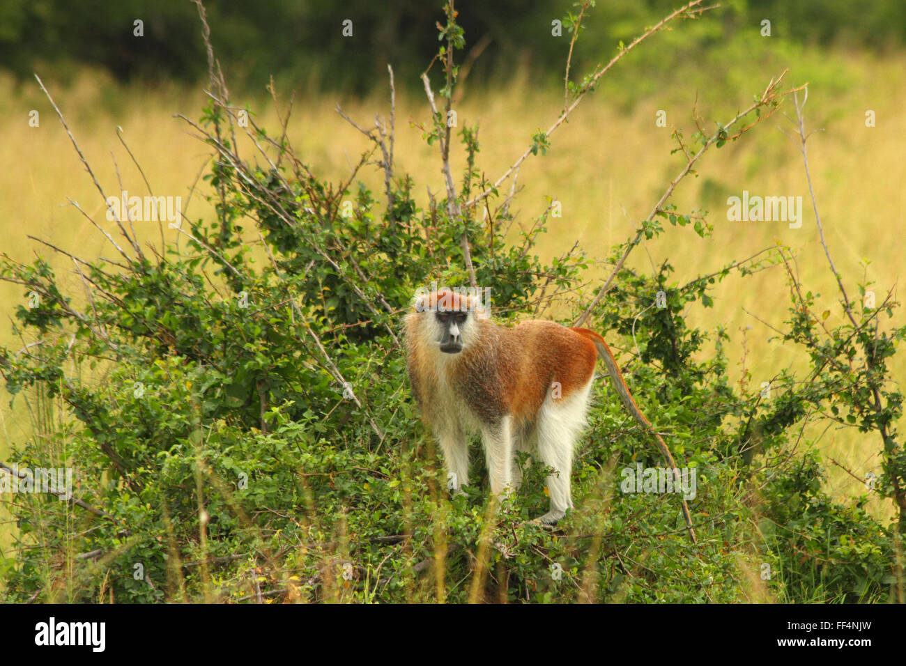 Eine Patas Affe blickt aus einer erhöhten Position auf ein Büschel von Büschen in der ugandischen Savanne. Stockfoto