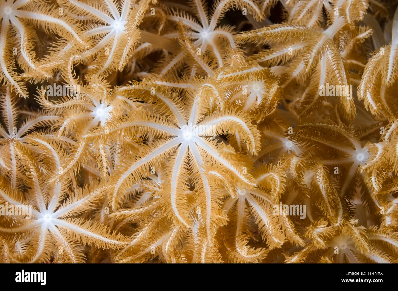 Weiche Korallenpolypen, Anthelia SP., Tuble, Moalboal, Cebu, Philippinen Stockfoto
