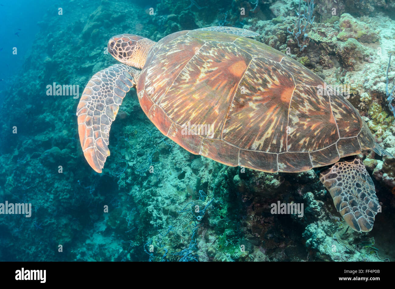 Grüne Meeresschildkröte, Chelonia Mydas, Pescador Island, Moalboal, Tuble, Cebu, Philippinen Stockfoto