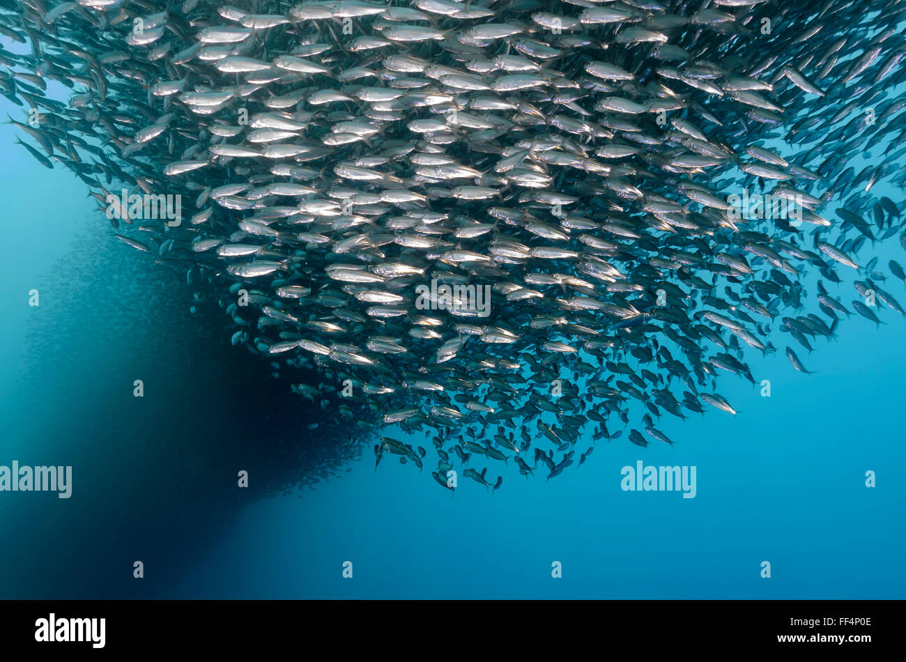 Sardinenschule, Sardinella lemuru, Moalboal, Tuble, Cebu, Philippinen, Pazifik Stockfoto