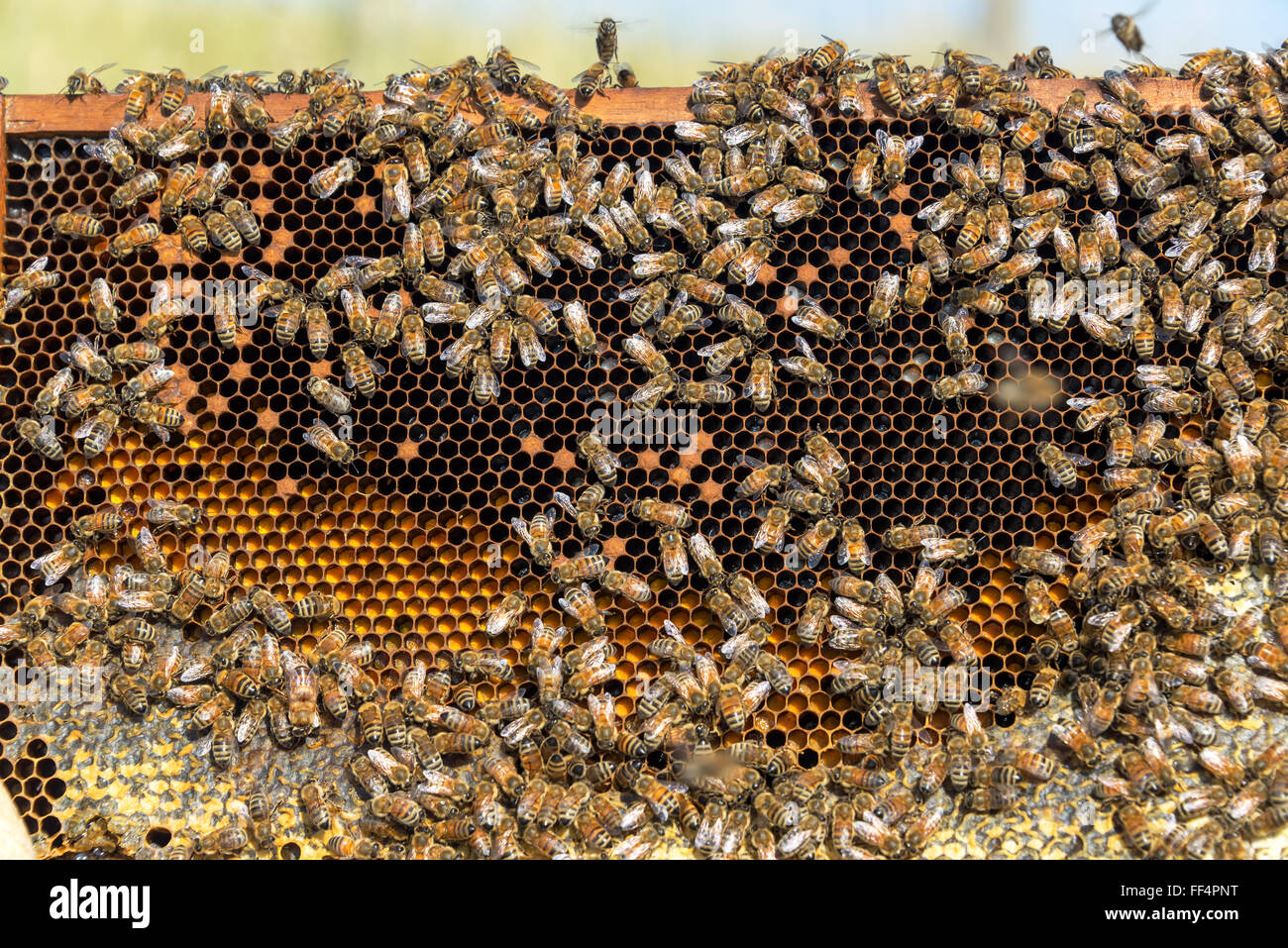 Blick in das Innere von einem Bienenstock in der Nähe von Sheridan, Wyoming Stockfoto