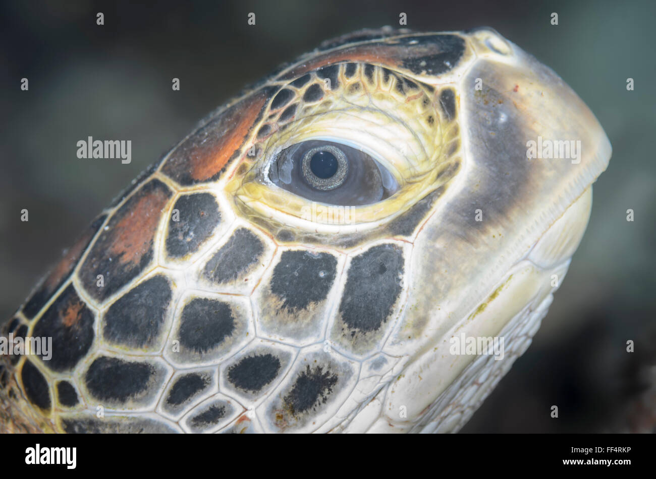 Grüne Meeresschildkröte, Chelonia Mydas, Moalboal, Tuble, Cebu, Philippinen Stockfoto
