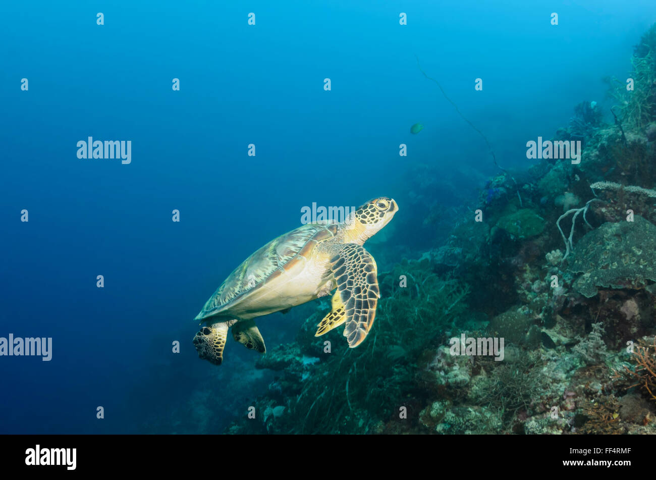 Grüne Meeresschildkröte, Chelonia Mydas, Moalboal, Tuble, Cebu, Philippinen Stockfoto