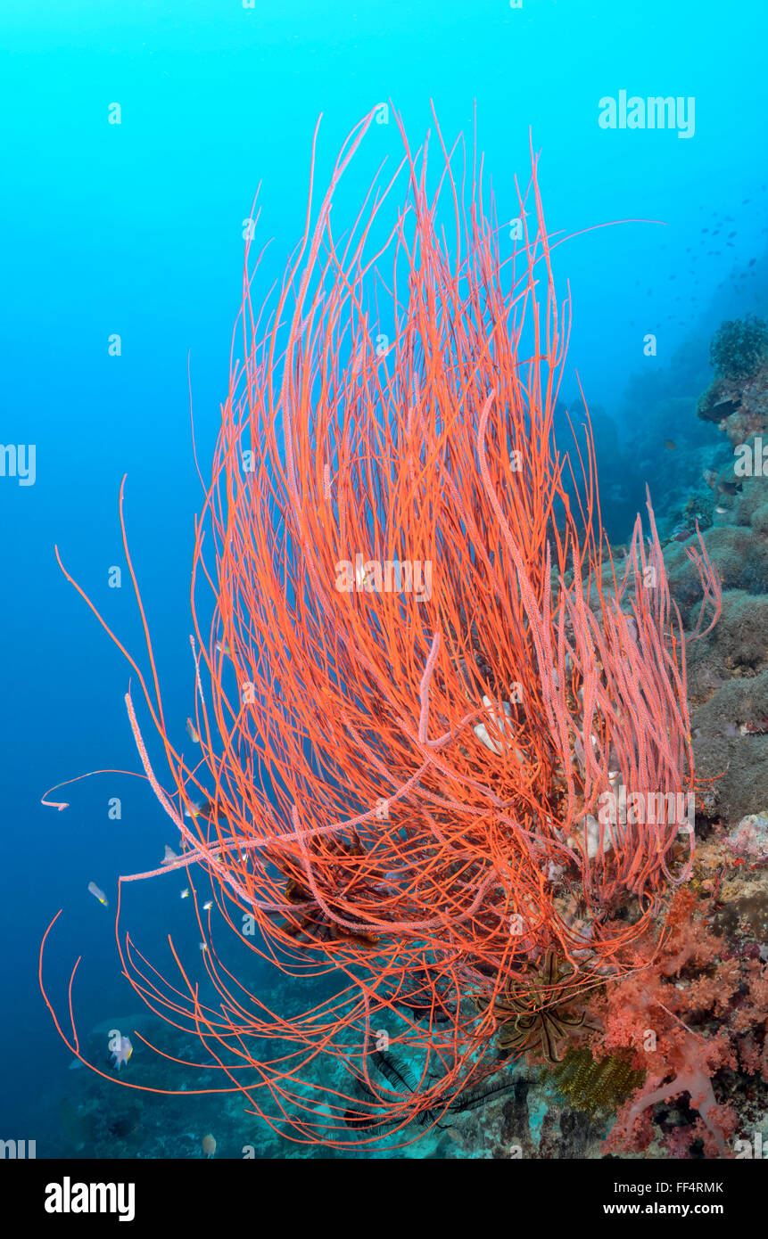 Rote Peitsche Korallen, Ellisella Ceratophyta Tuble, Moalboal, Cebu, Philippinen Stockfoto