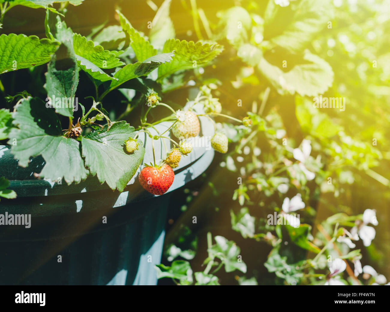 Erdbeeren wachsen in einem großen Topf, Baden im Sonnenlicht Flare auf der Hintergrund jedoch unscharf Stockfoto