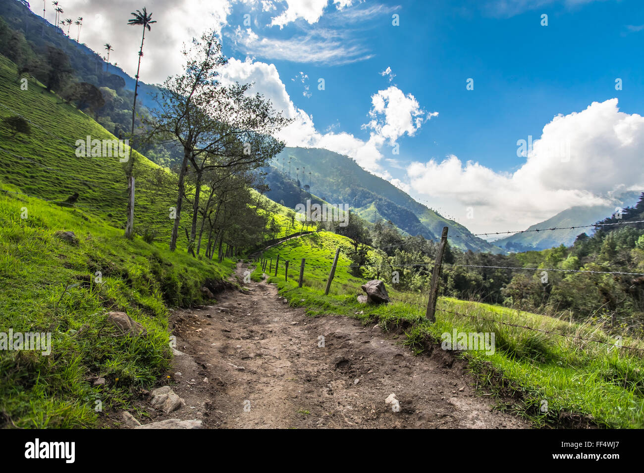 grünen Dschungel in Bergen, Palmen in Cocora-Tal, Kolumbien, Lateinamerika Stockfoto grünen Dschungel in Bergen, Palmen in Cocora-Tal, Kolumbien, Lateinamerika Stockfoto