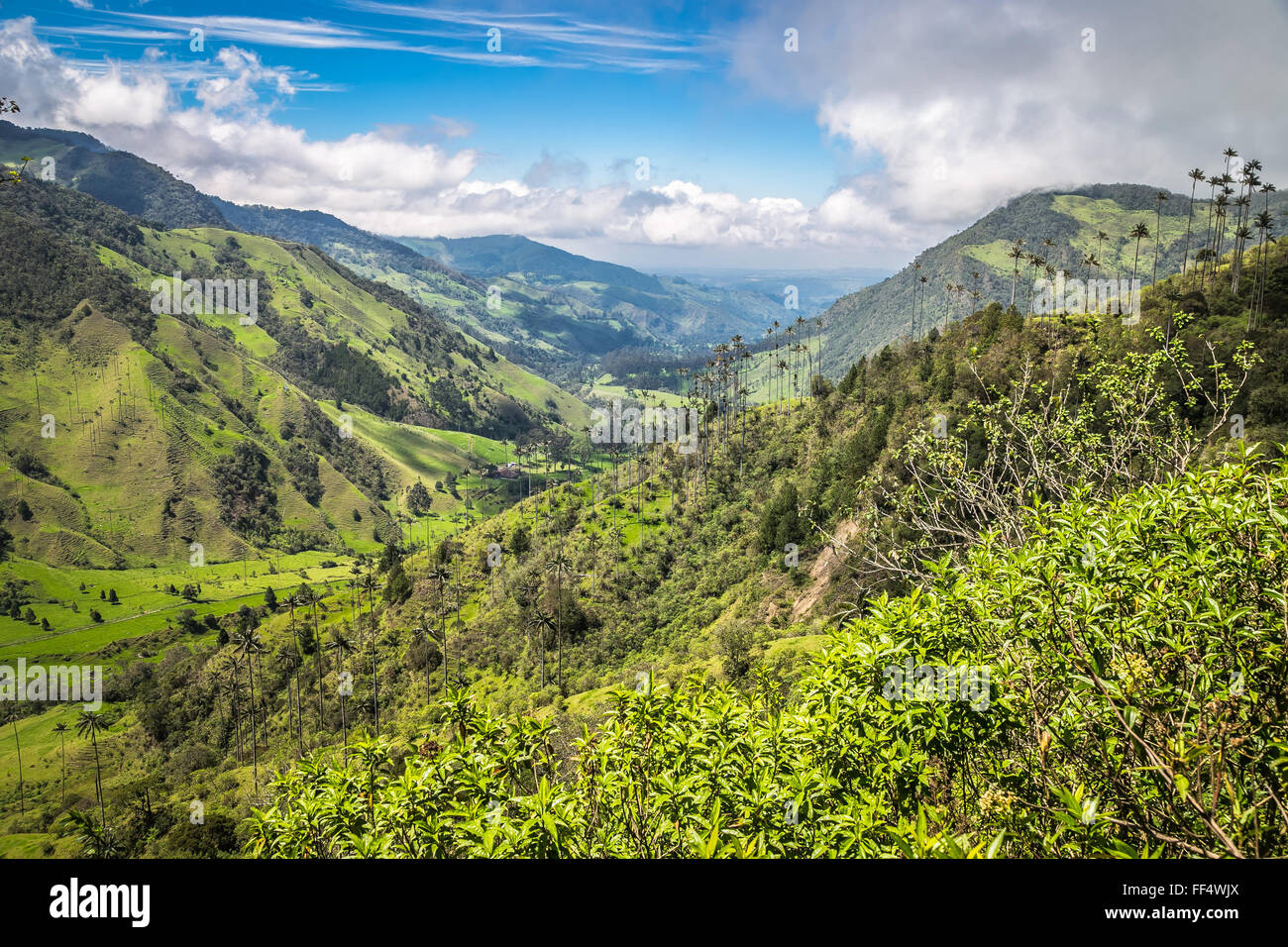 grüne Berge Landschaft, grüne Berge in Kolumbien, Lateinamerika, Palmen und Kaffee in Kolumbien Stockfoto grüne Berge Landschaft, grüne Berge in Kolumbien, Lateinamerika, Palmen und Kaffee in Kolumbien Stockfoto