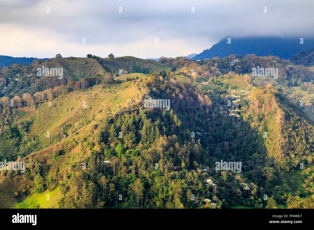 grüne Berge Landschaft, grüne Berge in Kolumbien, Lateinamerika, Palmen und Kaffee in Kolumbien Stockfoto grüne Berge Landschaft, grüne Berge in Kolumbien, Lateinamerika, Palmen und Kaffee in Kolumbien Stockfoto