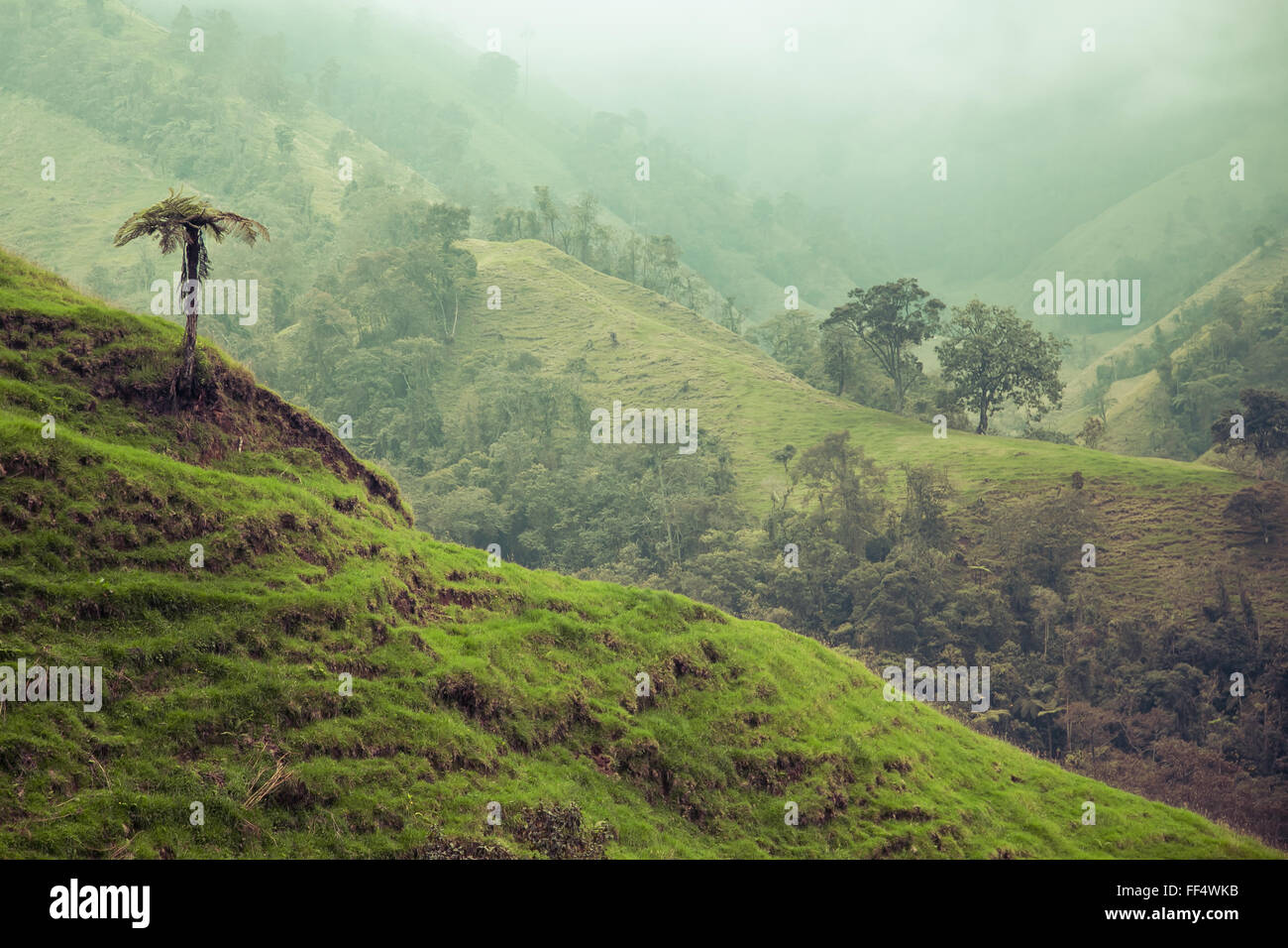 grüne Berge Landschaft, grüne Berge in Kolumbien, Lateinamerika, Palmen und Kaffee in Kolumbien Stockfoto grüne Berge Landschaft, grüne Berge in Kolumbien, Lateinamerika, Palmen und Kaffee in Kolumbien Stockfoto