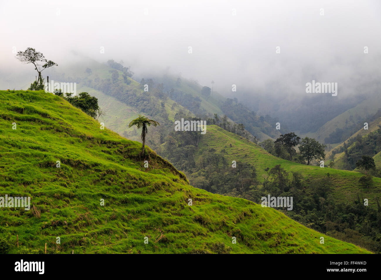 grüne Berge Landschaft, grüne Berge in Kolumbien, Lateinamerika, Palmen und Kaffee in Kolumbien Stockfoto grüne Berge Landschaft, grüne Berge in Kolumbien, Lateinamerika, Palmen und Kaffee in Kolumbien Stockfoto