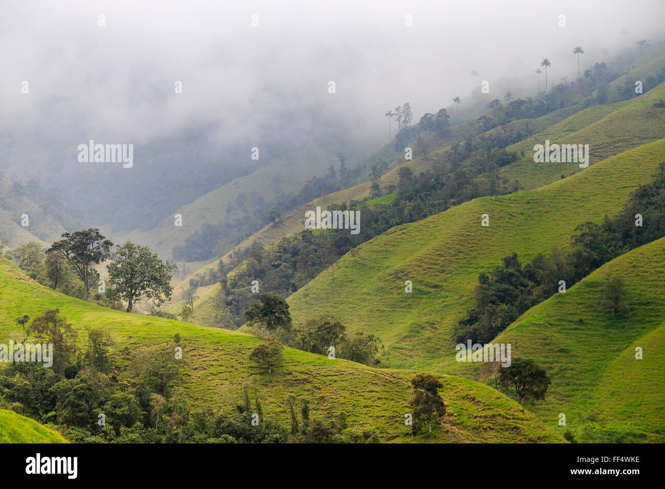 grüne Berge Landschaft, grüne Berge in Kolumbien, Lateinamerika, Palmen und Kaffee in Kolumbien Stockfoto grüne Berge Landschaft, grüne Berge in Kolumbien, Lateinamerika, Palmen und Kaffee in Kolumbien Stockfoto