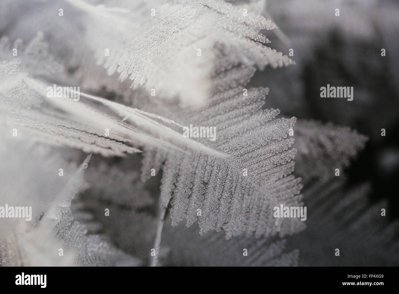 Rauhreif formen Feder-wie Kristalle auf der Eisoberfläche von Patricia Lake im Jasper Nationalpark früh in der sub-zero Kanadischen Klima im Winter. Stockfoto