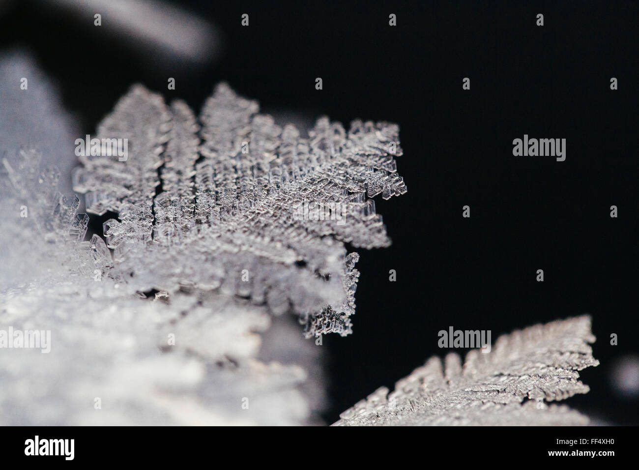 Rauhreif formen Feder-wie Kristalle auf der Eisoberfläche von Patricia Lake im Jasper Nationalpark früh in der sub-zero Kanadischen Klima im Winter. Stockfoto