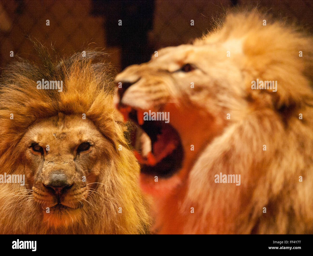 Zwei Löwen auf der Manege, volles Gesicht und Profil Stockfoto