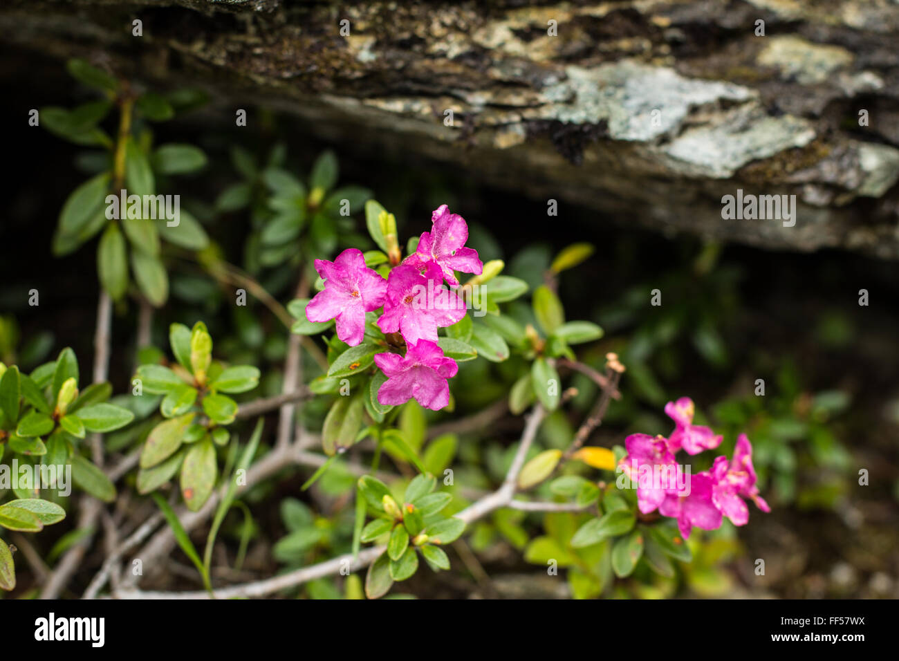 Rhododendron Blüte in den Bergen Stockfoto