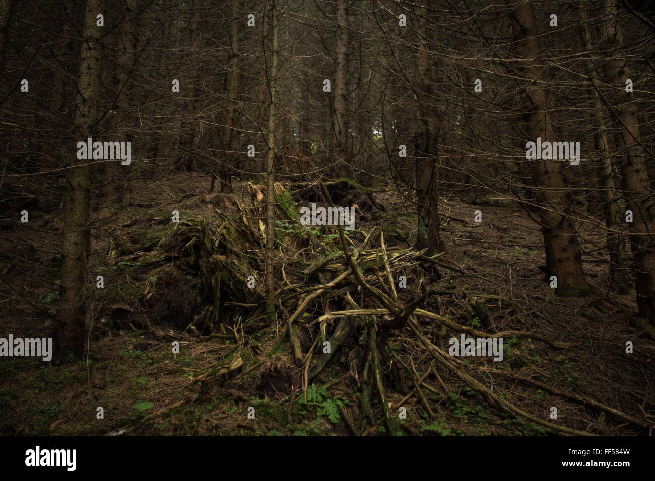 Bild von einem dunklen, geheimnisvollen Wald Stockfoto