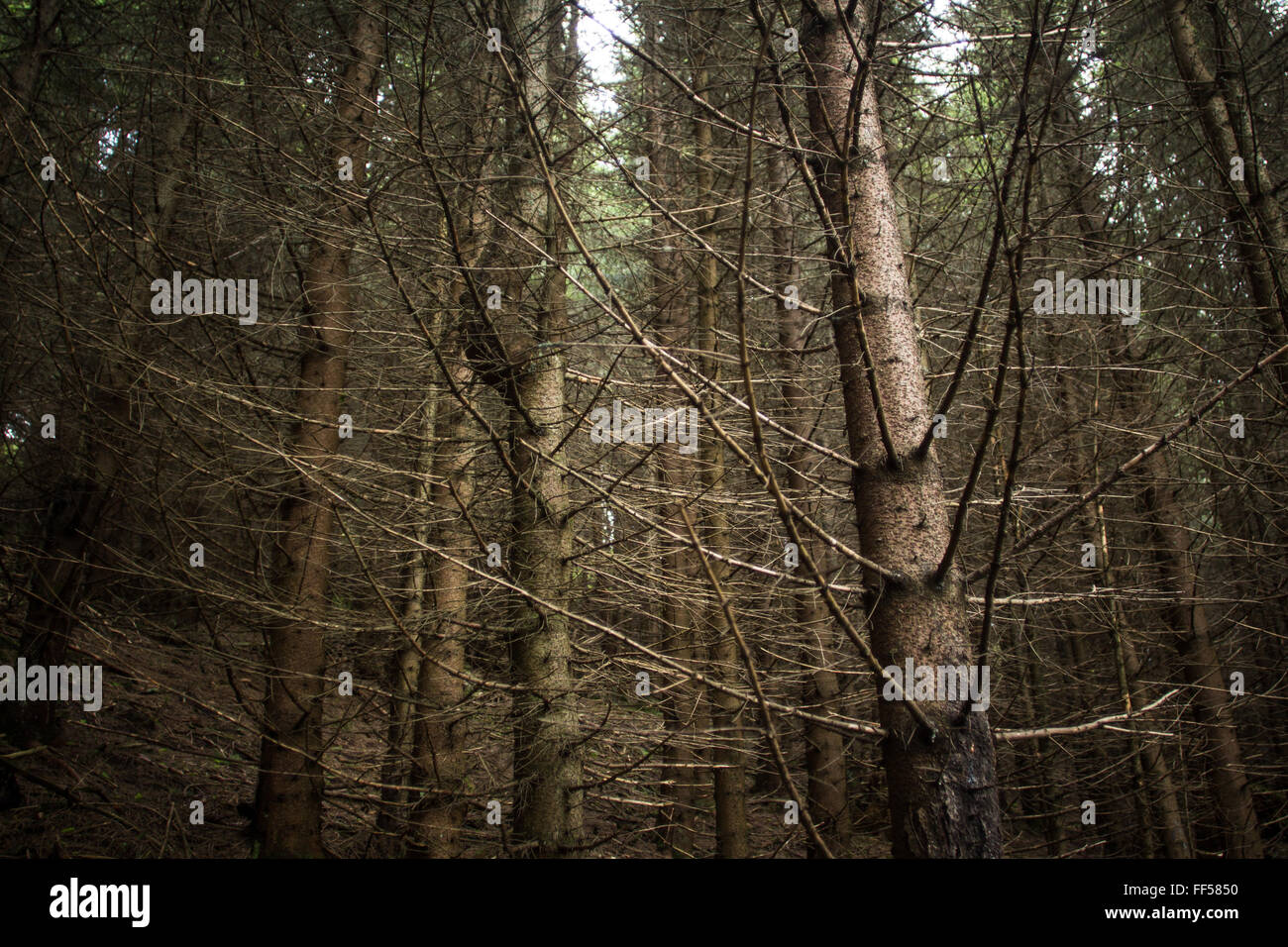 Bild von einem dunklen, geheimnisvollen Wald Stockfoto