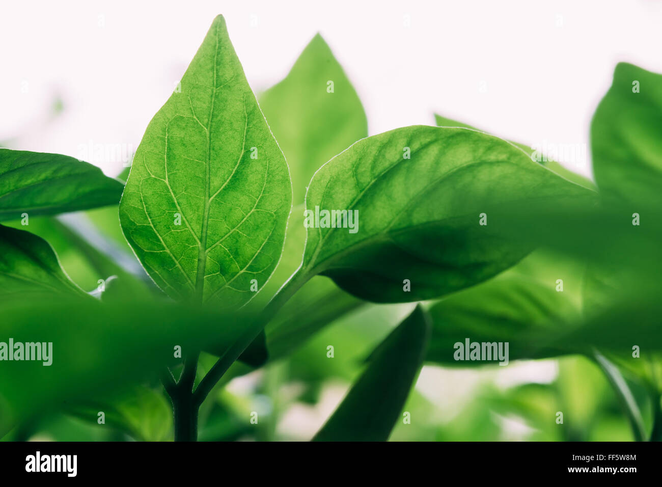 Grüne Spross mit Blatt, Blätter wachsen. Frühling-Konzept des neuen Lebens Stockfoto