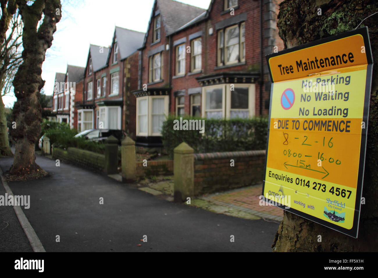Ein Schild an einem Baum zeigt an, dass Baumpflege auf Bäumen gesäumten Carter Knowle Straße, untere Kante Sheffield, UK geplant ist Stockfoto