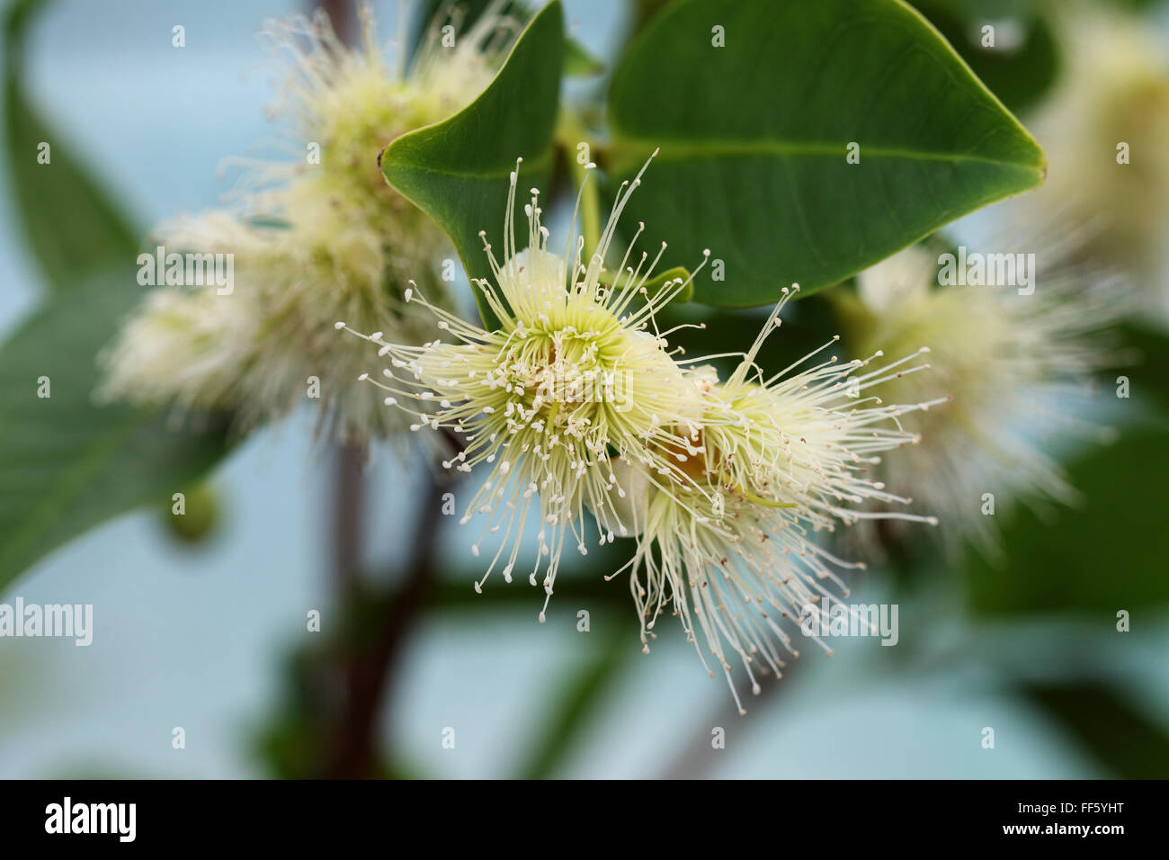 Syzygium Samarangense oder bekannt als Wachs Jambu Blume Stockfoto