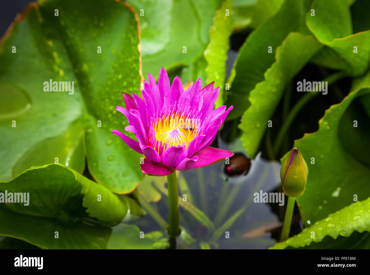 Hell lila lotus Stockfoto