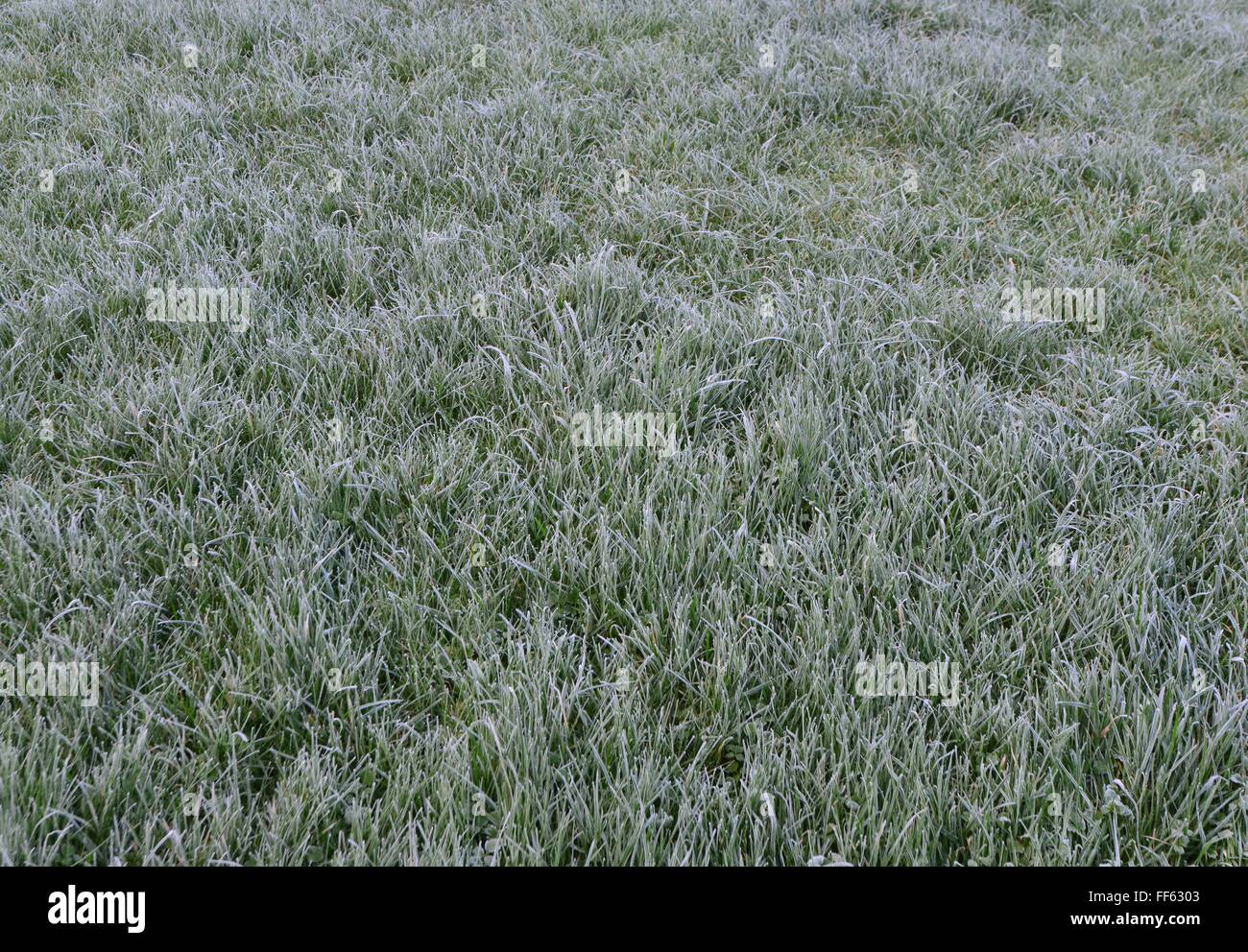Eindringender rasen Fotos und Bildmaterial in hoher Auflösung Alamy