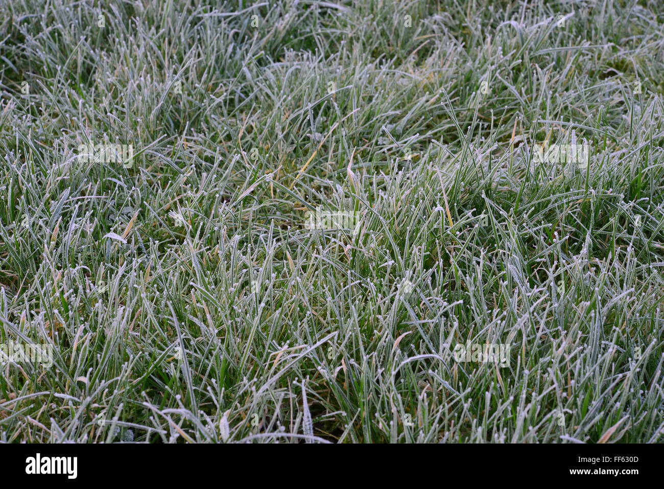 Eindringender rasen Fotos und Bildmaterial in hoher Auflösung Alamy