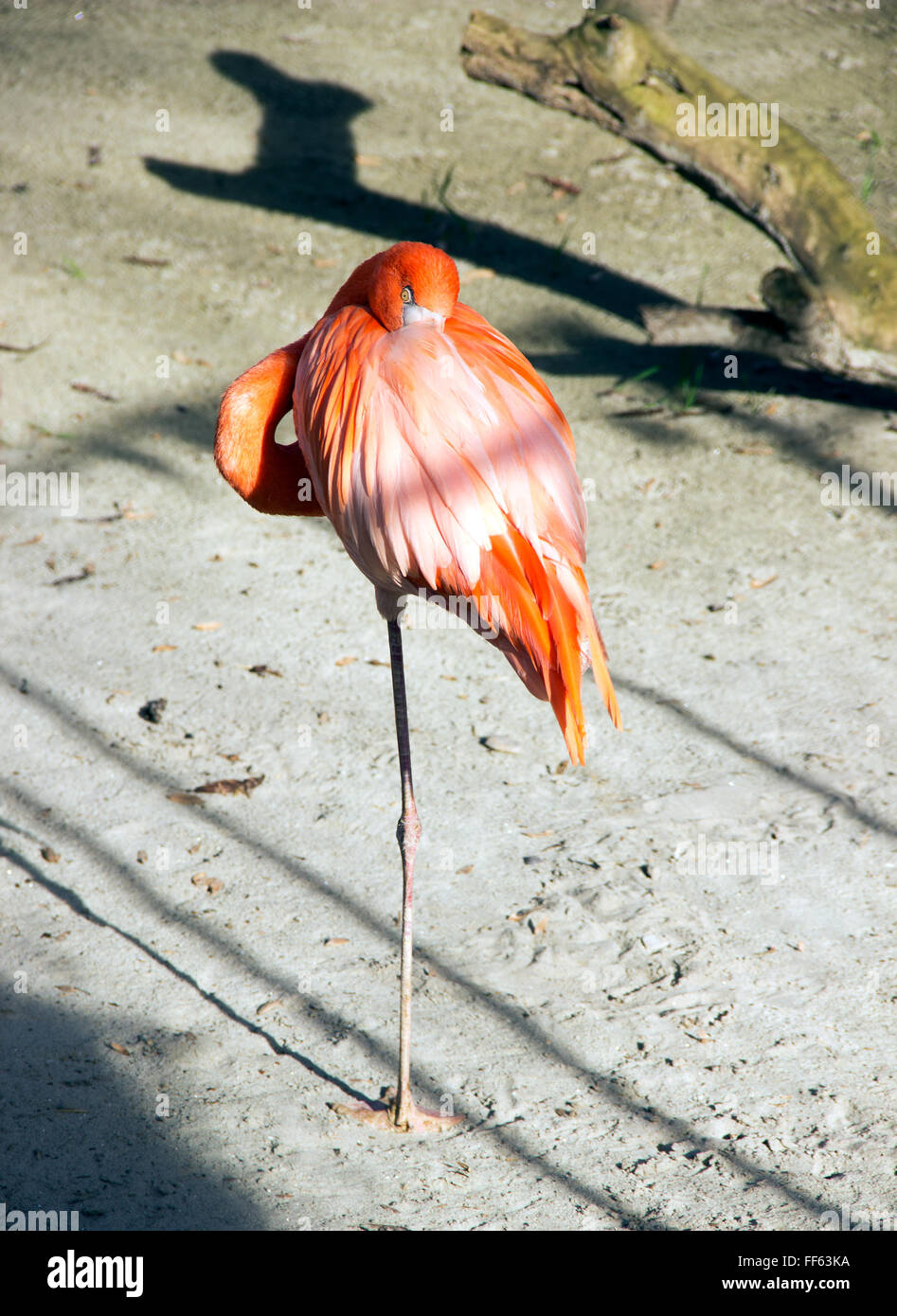 Belgrad ZOO - eine amerikanische Flamingo (Phoenicopterus Ruber) Stockfoto
