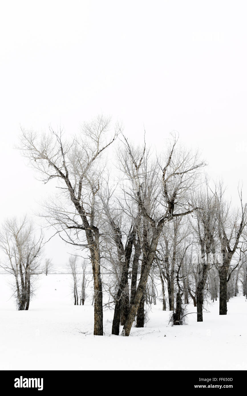 Stand der Cottonwood-Bäume im Schnee auf Brutto Ventre Straße Bridger, Teton National Forest, Wyoming, USA. Stockfoto