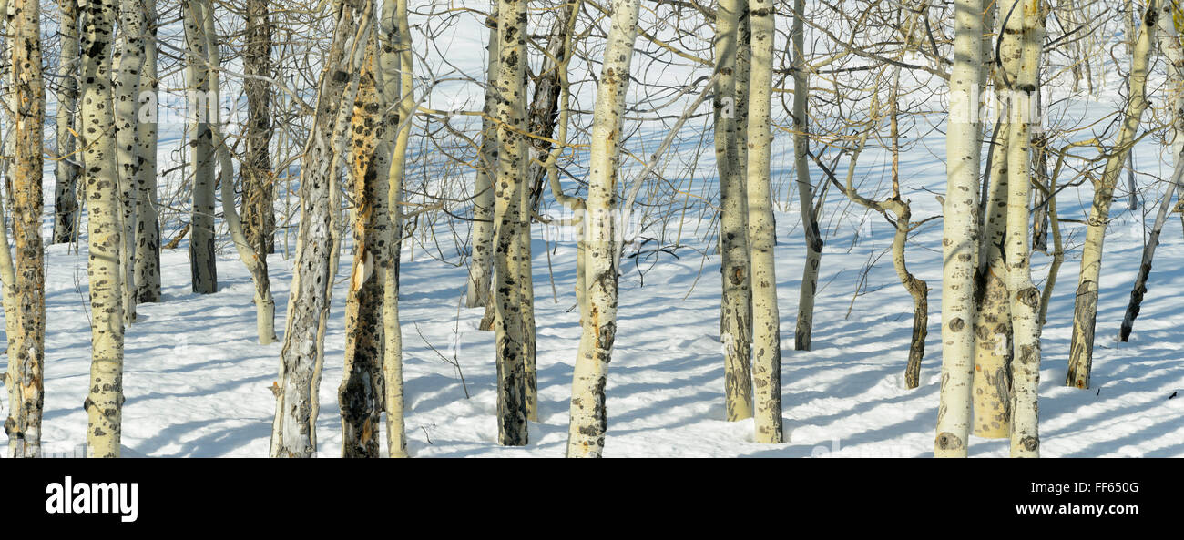 Panoramablick auf Birkenwald im Winter mit Abendlicht, Grand Teton Nationalpark, Teton County, Wyoming, USA. Stockfoto